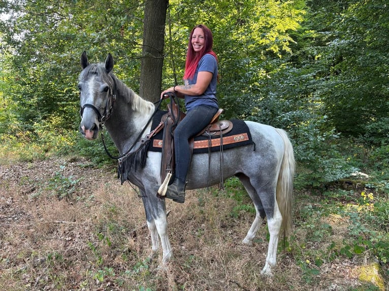 Pinto Wałach 3 lat 150 cm Srokata in Linkenbach