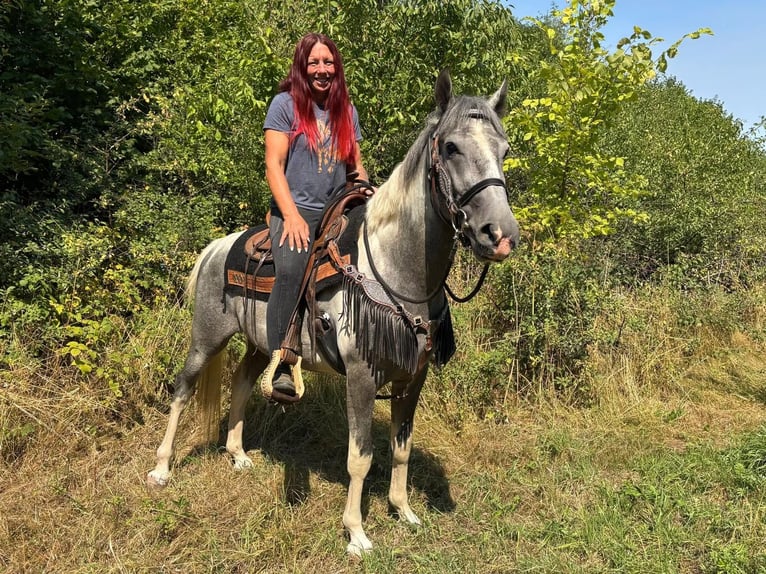 Pinto Wałach 3 lat 150 cm Srokata in Linkenbach