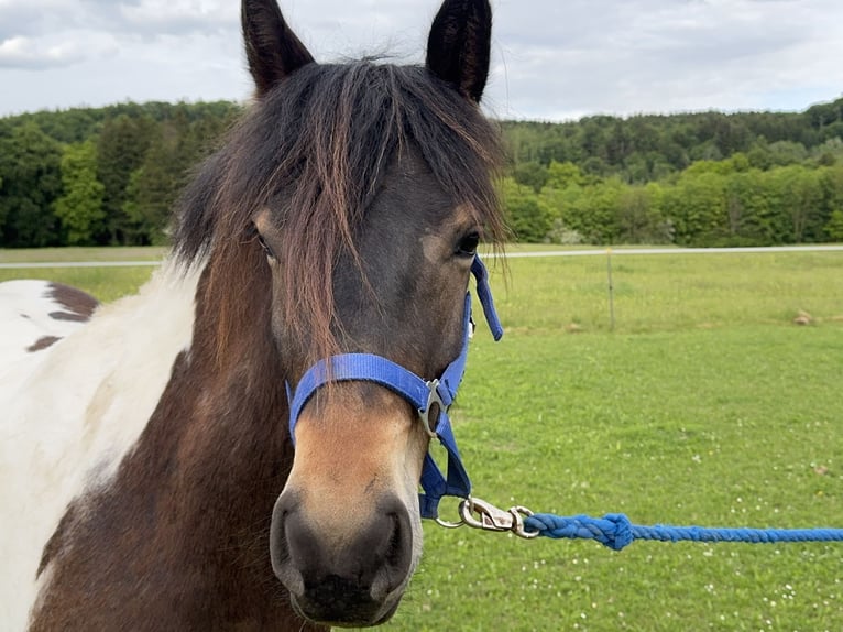 Pinto Mix Wałach 3 lat 150 cm Tobiano wszelkich maści in Fuchstal