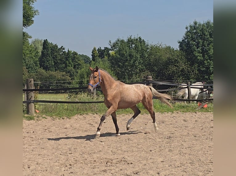 Pinto Mix Wałach 3 lat 152 cm Tarantowata in M&#xFC;lheim an der Ruhr