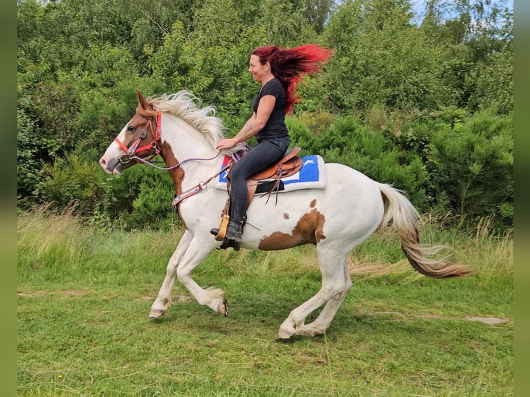 Pinto Wałach 3 lat 160 cm Srokata in Linkenbach