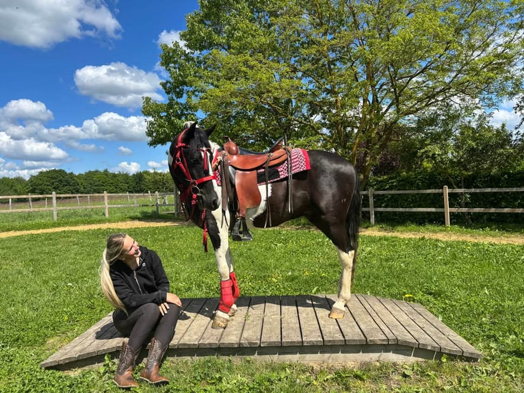 Pinto Wałach 4 lat 152 cm Srokata in Linkenbach