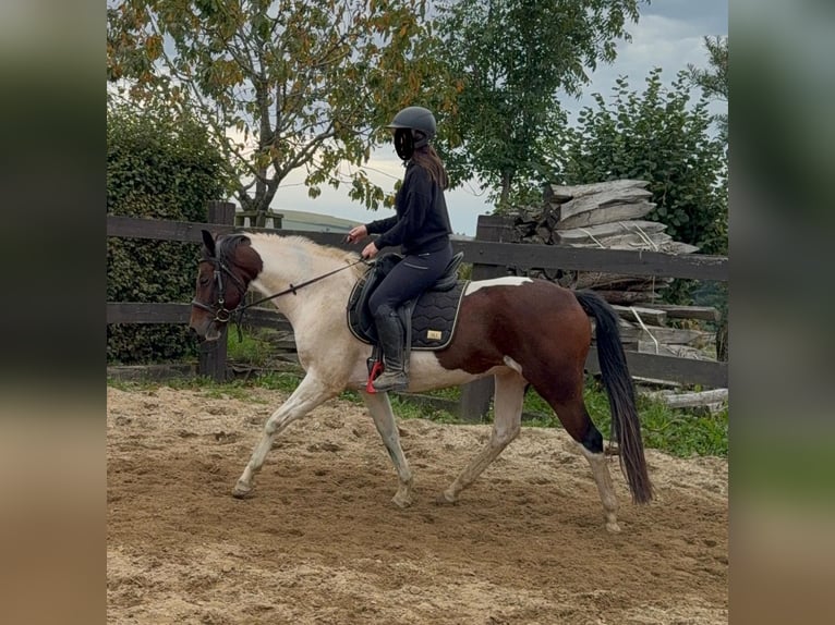 Pinto Wałach 4 lat 154 cm Srokata in Daleiden