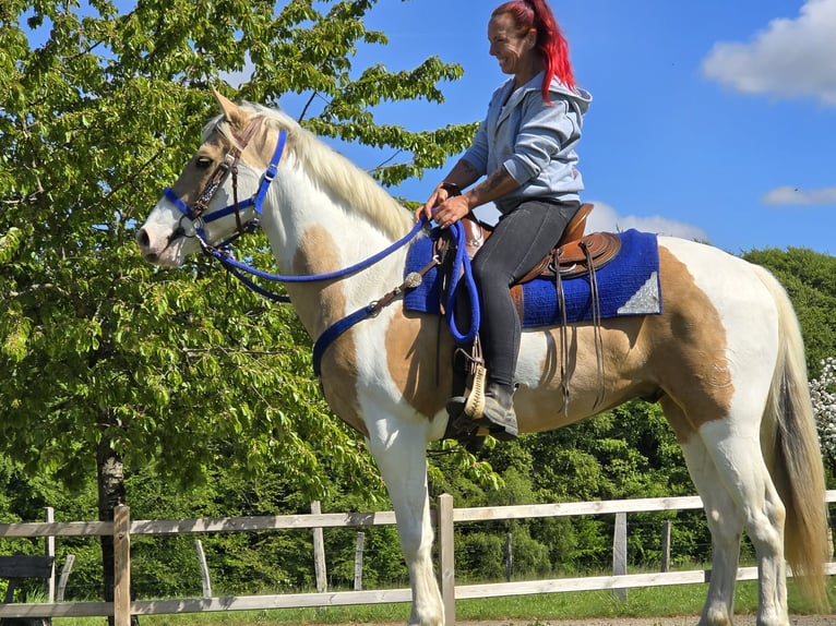 Pinto Wałach 4 lat 154 cm Srokata in Linkenbach