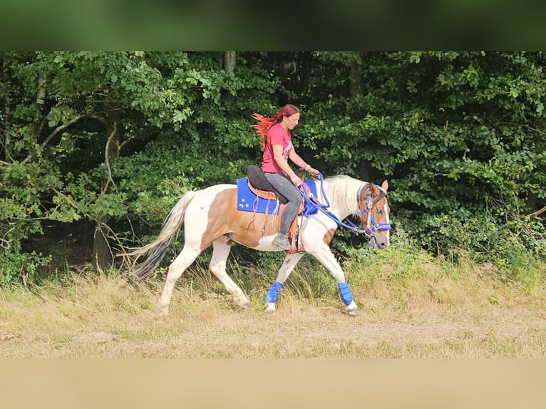 Pinto Wałach 4 lat 155 cm Srokata in Linkenbach