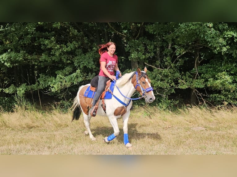 Pinto Wałach 4 lat 155 cm Srokata in Linkenbach