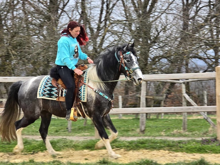Pinto Wałach 4 lat 157 cm Srokata in Linkenbach