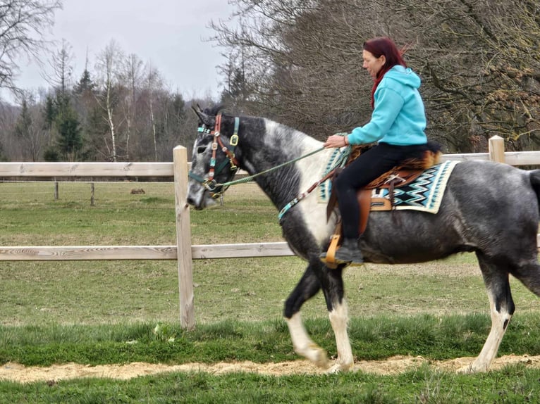 Pinto Wałach 4 lat 157 cm Srokata in Linkenbach