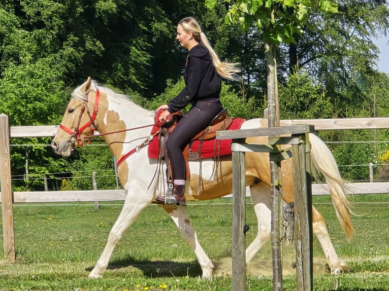 Pinto Wałach 4 lat 158 cm Srokata in Linkenbach