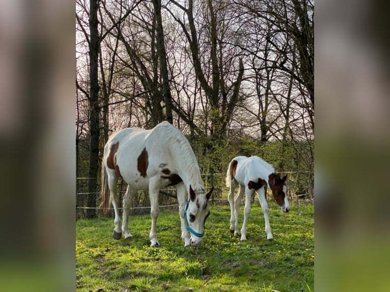 Pinto Mix Wałach 4 lat 158 cm Srokata in Nidda