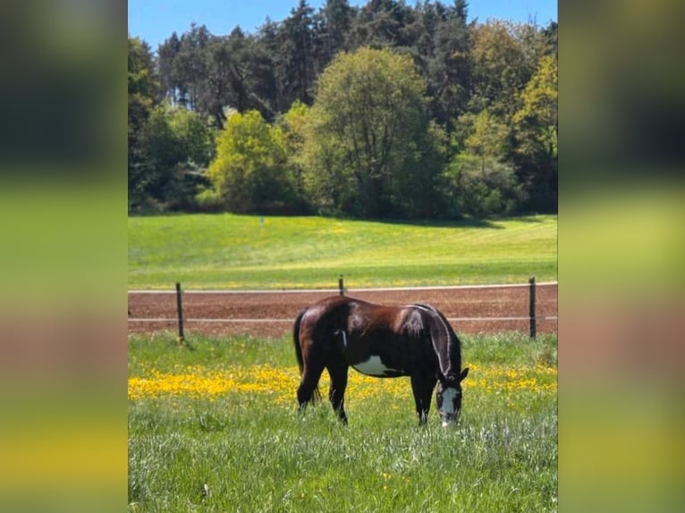 Pinto Mix Wałach 4 lat 158 cm Srokata in Nidda