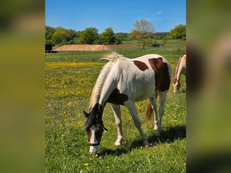 Pinto Mix Wałach 4 lat 158 cm Srokata in Nidda
