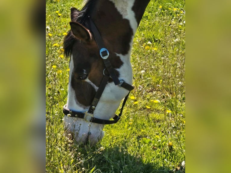 Pinto Mix Wałach 4 lat 158 cm Srokata in Nidda
