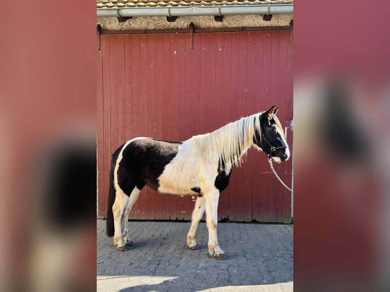 Pinto Wałach 4 lat 159 cm Srokata in Bünde