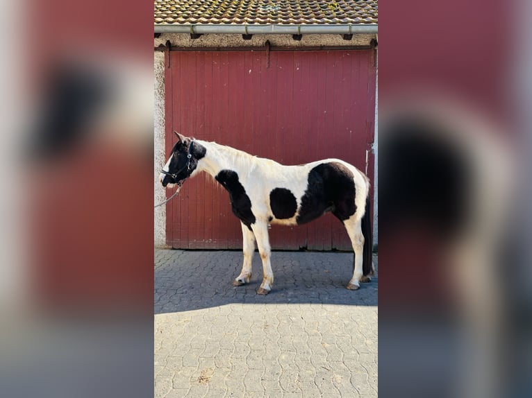 Pinto Wałach 4 lat 159 cm Srokata in Bünde