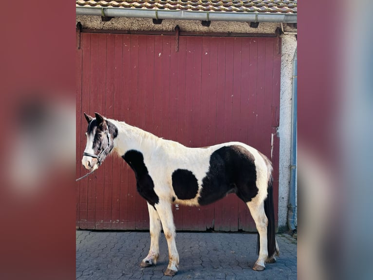 Pinto Wałach 4 lat 159 cm Srokata in Bünde