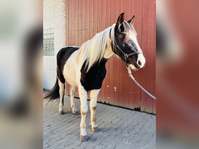 Pinto Wałach 4 lat 159 cm Srokata in Bünde