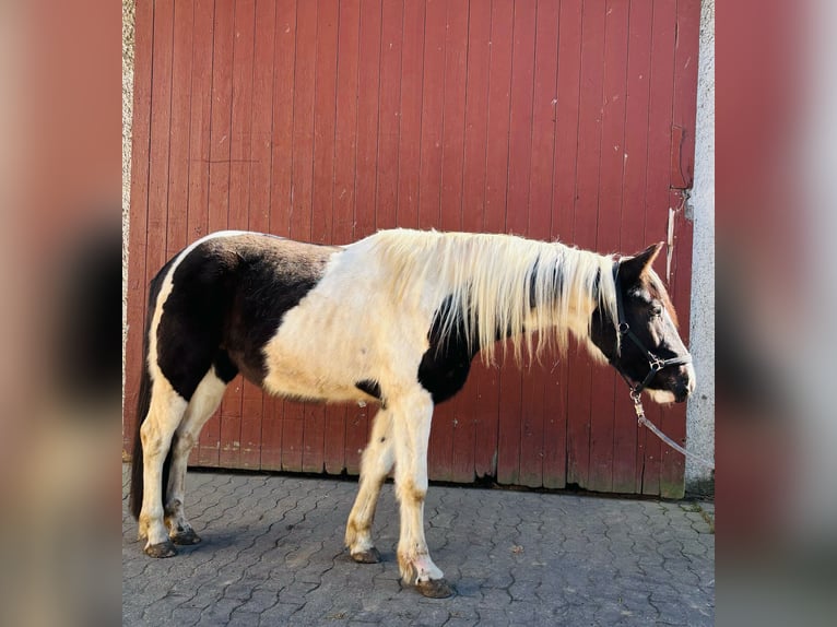 Pinto Wałach 4 lat 159 cm Srokata in Bünde