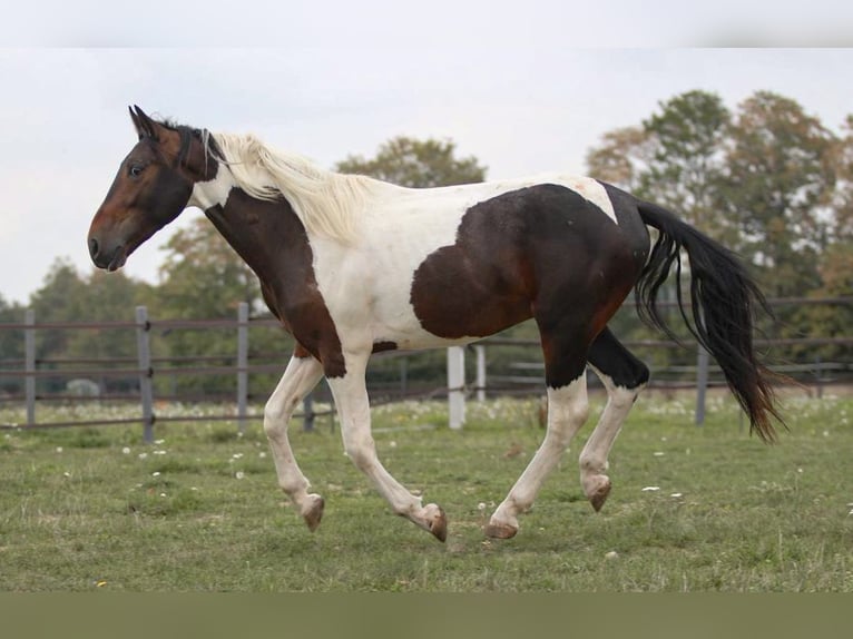 Pinto Mix Wałach 5 lat 150 cm Srokata in Pastetten
