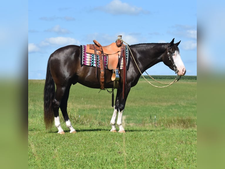 Pinto Wałach 5 lat 152 cm Kara in Joice