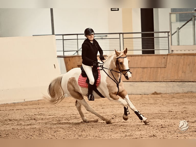 Pinto Mix Wałach 5 lat 157 cm Srokata in &#x160;entjur pri Celju