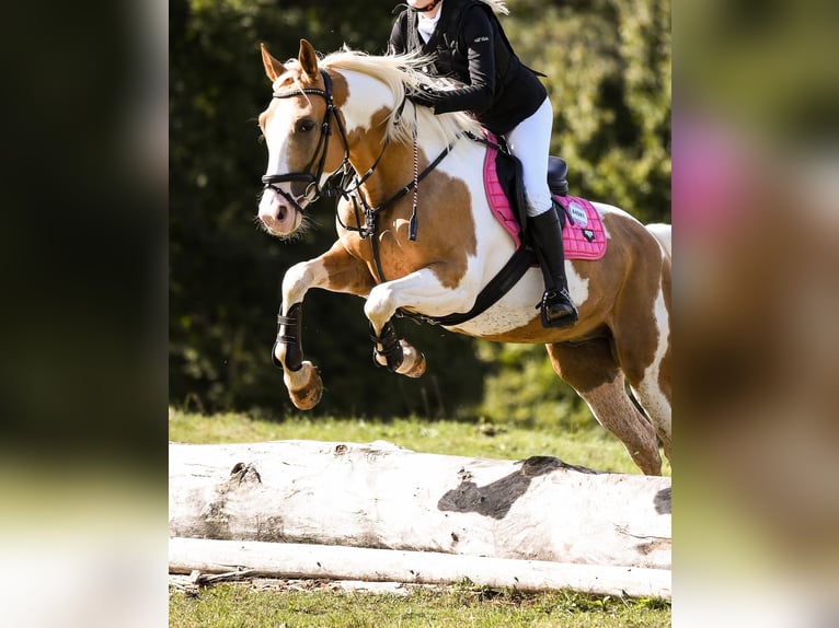 Pinto Mix Wałach 5 lat 157 cm Srokata in &#x160;entjur pri Celju