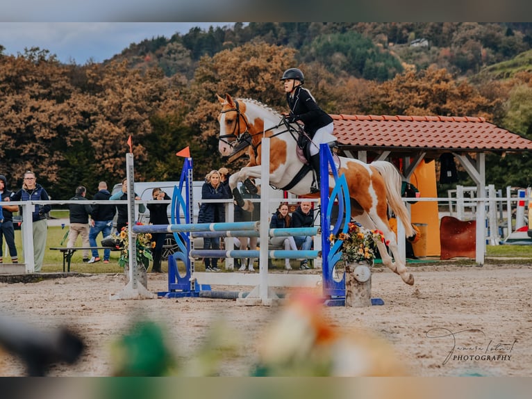 Pinto Mix Wałach 5 lat 157 cm Srokata in &#x160;entjur pri Celju