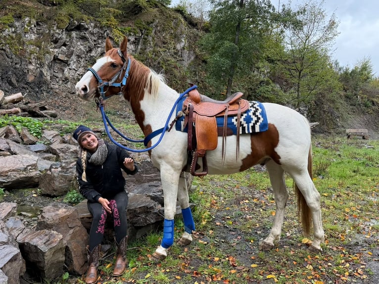 Pinto Wałach 6 lat 158 cm Srokata in Linkenbach