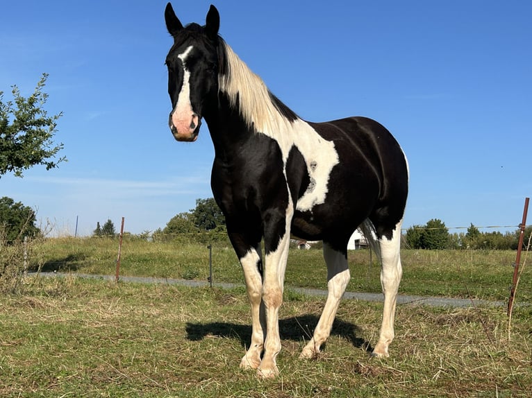 Pinto Mix Wałach 6 lat 160 cm Srokata in Nordhausen