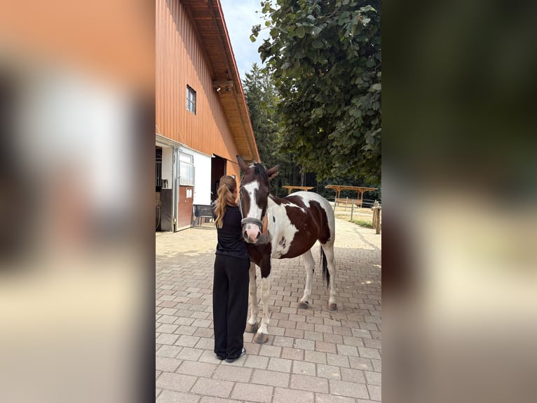 Pinto Wałach 7 lat 154 cm Srokata in Hebertsfelden