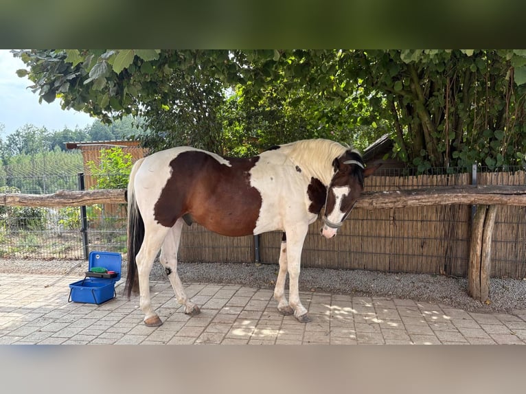 Pinto Wałach 7 lat 154 cm Srokata in Hebertsfelden