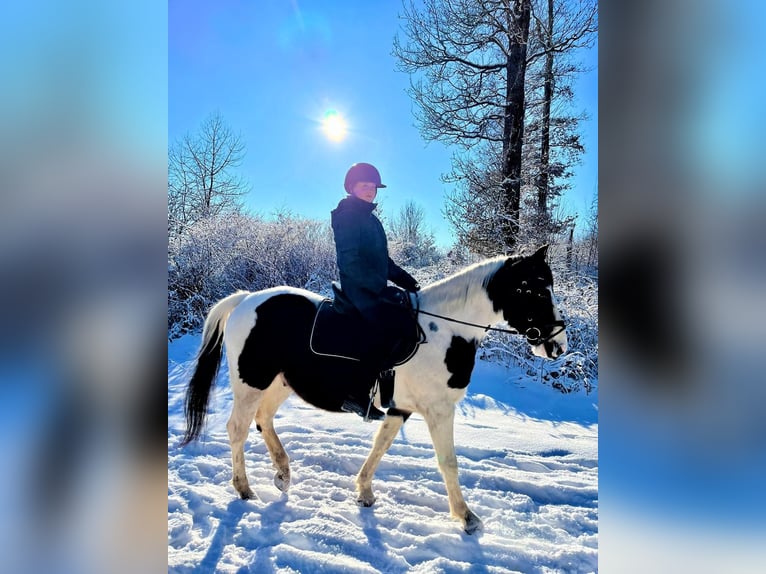 Pinto Wałach 7 lat 154 cm Srokata in Hebertsfelden