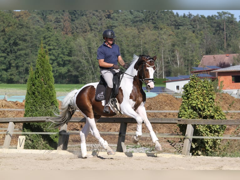 Pinto Wałach 7 lat 170 cm Srokata in St Marein bei Graz
