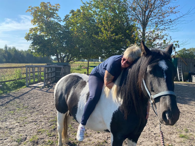 Pinto Mix Wałach 8 lat 153 cm Srokata in Apensen