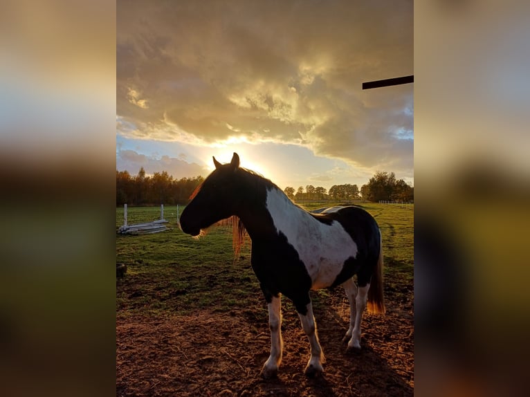 Pinto Mix Wałach 8 lat 153 cm Srokata in Apensen