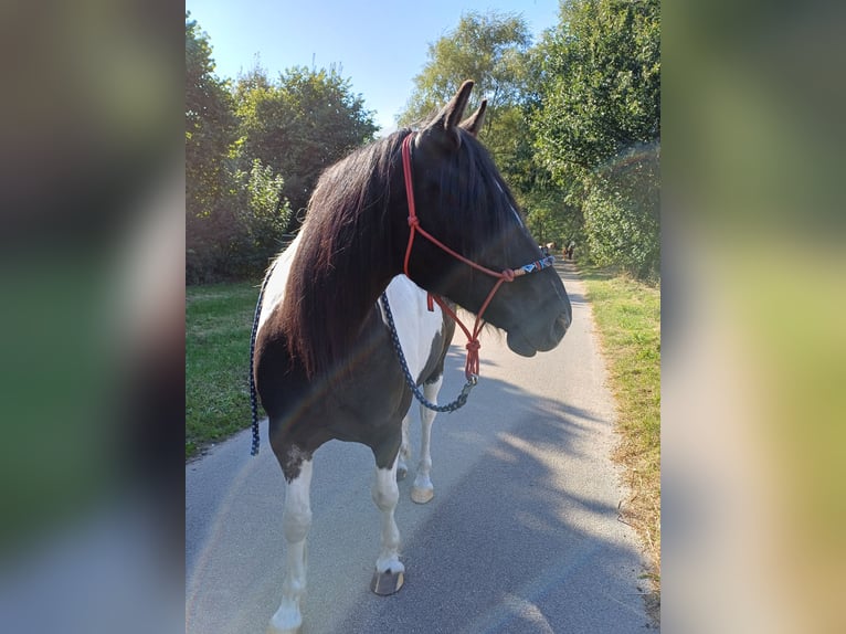 Pinto Mix Wałach 8 lat 153 cm Srokata in Apensen