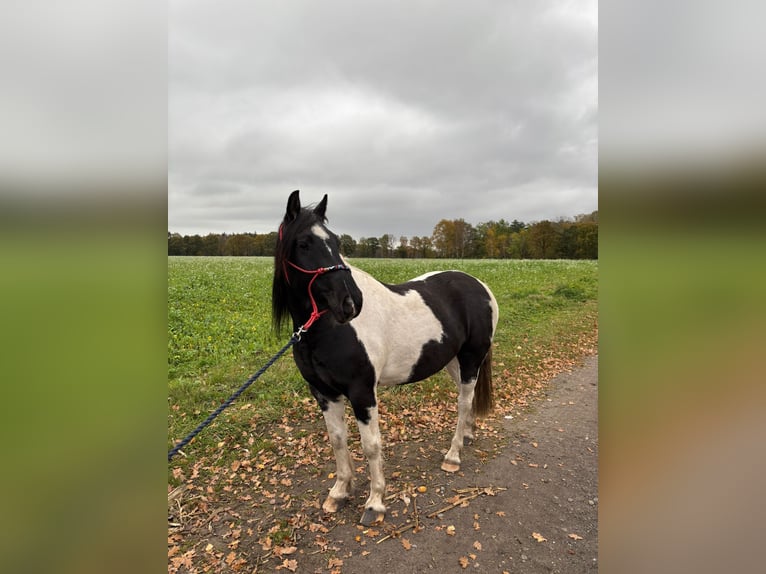 Pinto Mix Wałach 8 lat 153 cm Srokata in Apensen