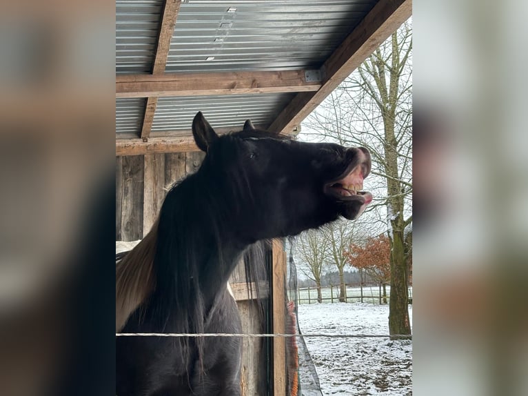 Pinto Mix Wałach 8 lat 153 cm Srokata in Apensen