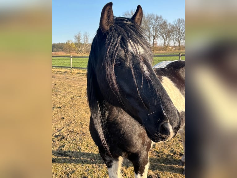 Pinto Mix Wałach 8 lat 153 cm Srokata in Apensen