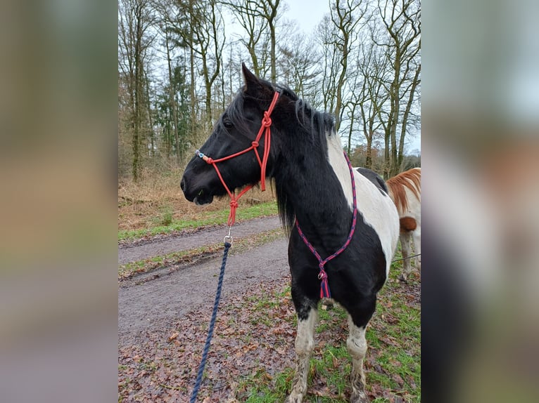 Pinto Mix Wałach 8 lat 153 cm Srokata in Apensen