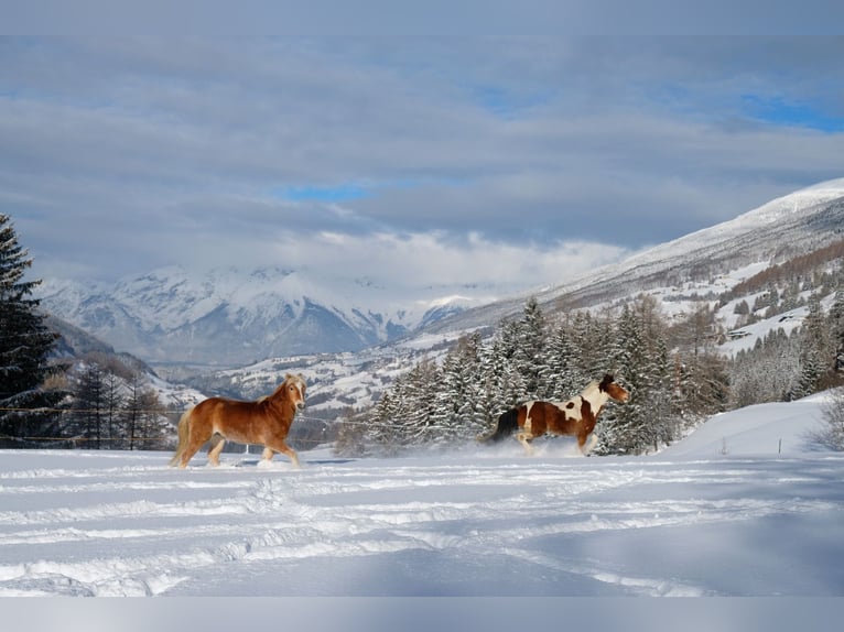 Pinto Mix Wałach 9 lat 150 cm in Gallzein
