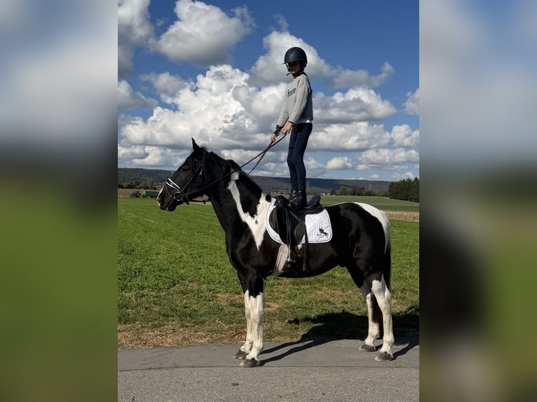 Pinto Mix Wałach 9 lat 157 cm Srokata in Riedlingen