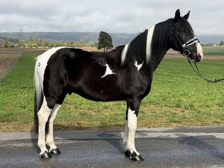 Pinto Mix Wałach 9 lat 157 cm Srokata in Riedlingen