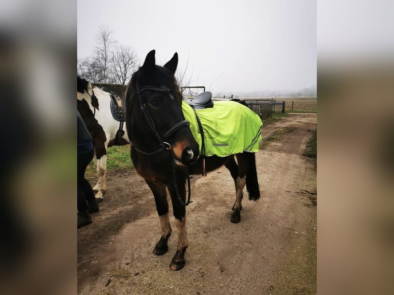 Pinto Wałach 9 lat 162 cm Srokata in Wanderup