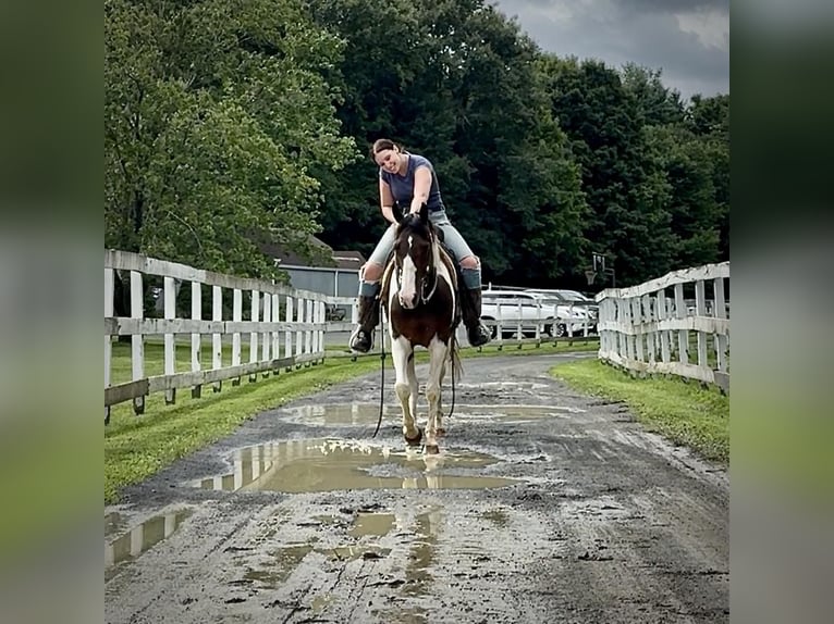 Pinto Wałach 10 lat 152 cm Srokata in Granby, CT