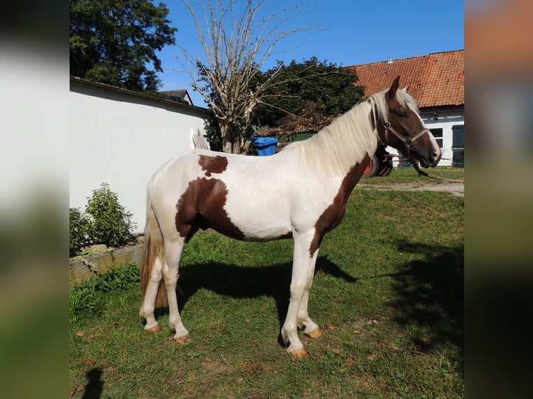 Pinto Mix Wałach 2 lat 152 cm Srokata in Calberlah