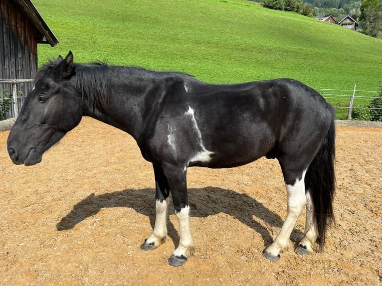 Pinto Wałach 6 lat 146 cm Srokata in Bad Hindelang