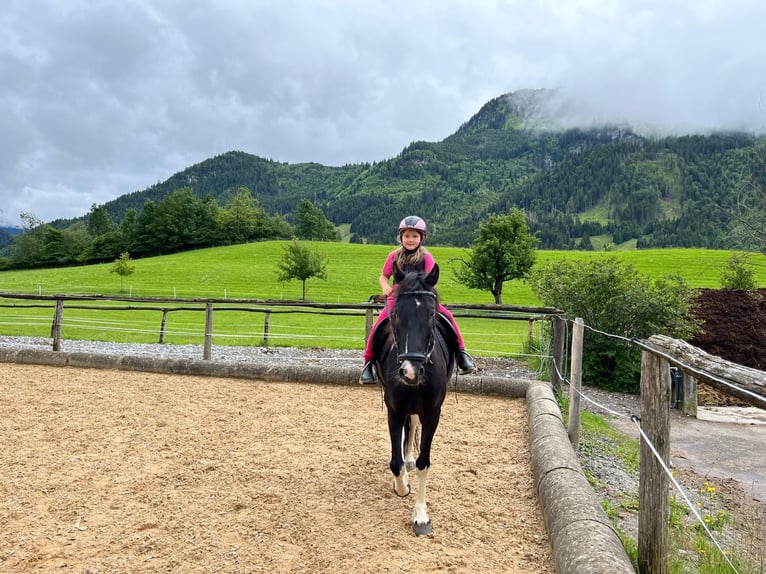 Pinto Wałach 6 lat 146 cm Srokata in Bad Hindelang