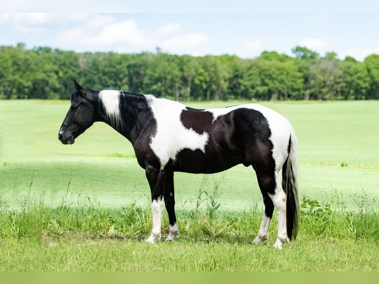 Pinto Wałach 7 lat Tobiano wszelkich maści in Nevis, MN