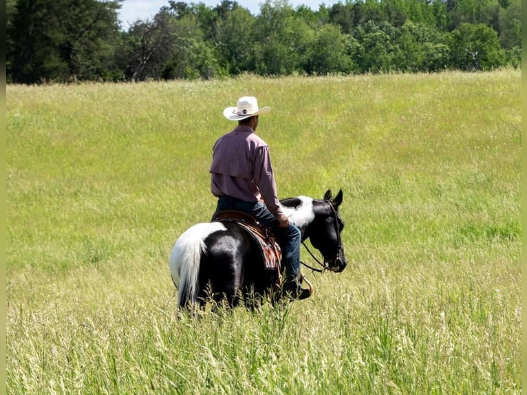 Pinto Wałach 7 lat Tobiano wszelkich maści in Nevis, MN